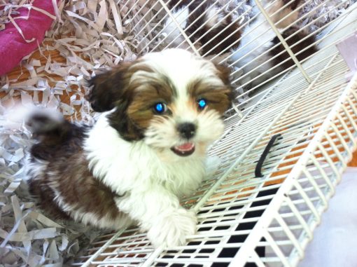 adorable puppy in pet store