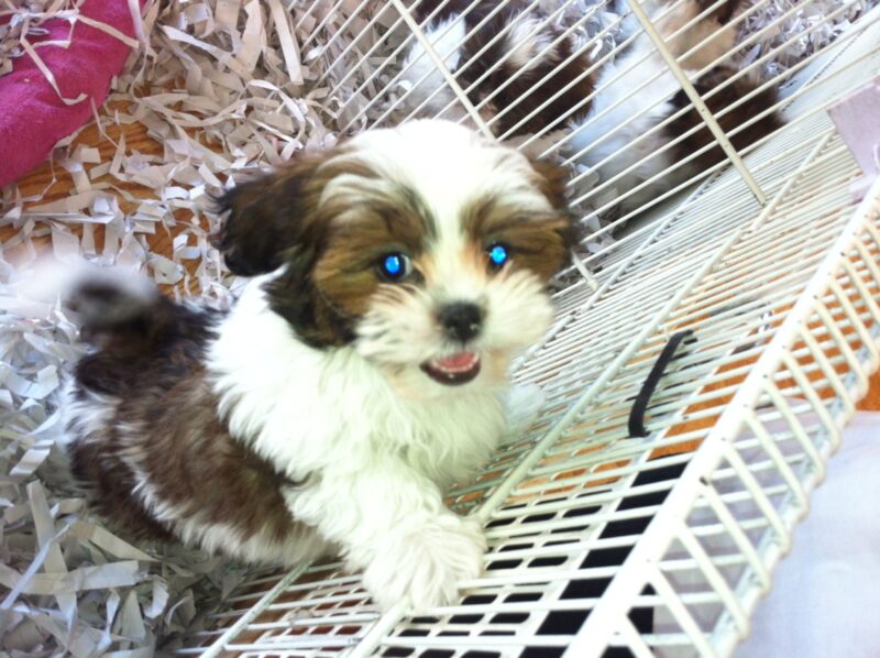 adorable puppy in pet store