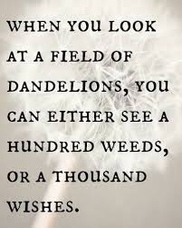 what to do with dandelions