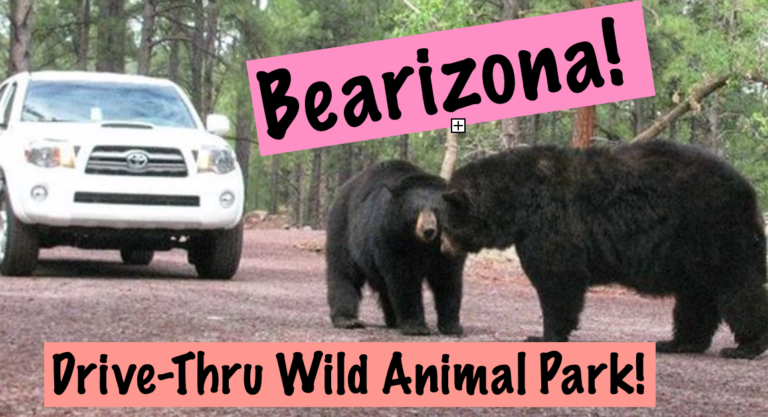 what to do in Sedona bearizona